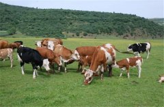 保障办法会对我国牛肉进出口商业发生如 保障办法会对我国牛肉进出口商业发生如